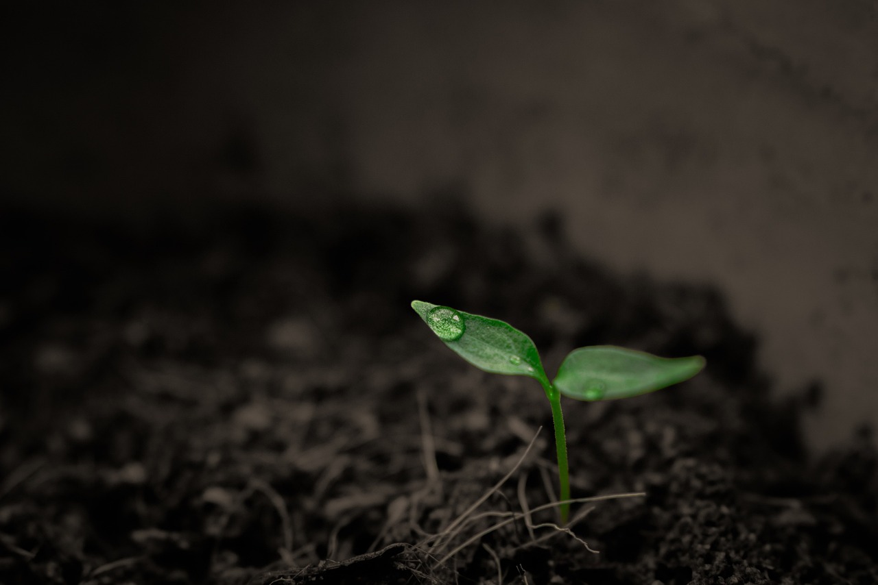 plant, sprout, botany, soil, growth, earth, leaves, sprout, sprout, sprout, soil, nature, soil, soil, soil, soil, growth, growth, earth, earth, earth